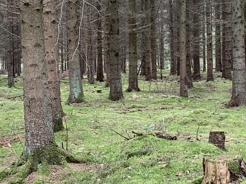 Steinhagen - Borgwallsee