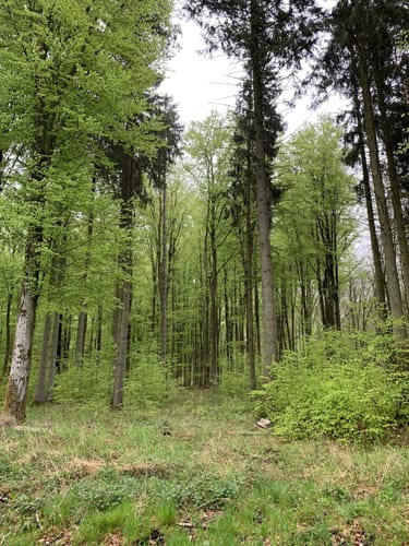 Steinhagen - Borgwallsee