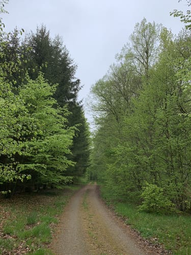 Steinhagen - Borgwallsee