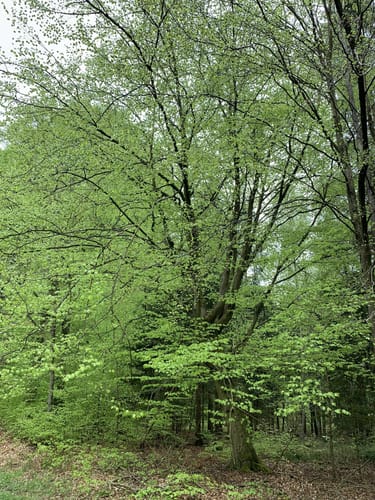 Steinhagen - Borgwallsee