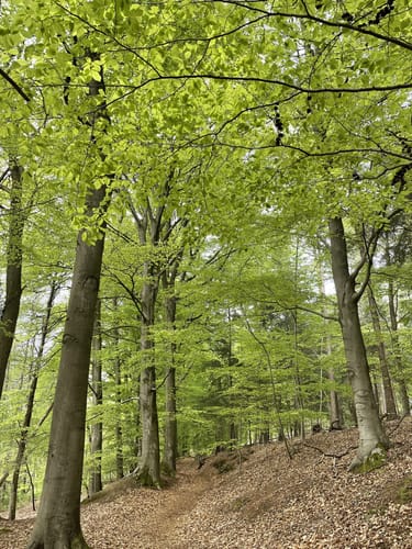 Siebensternweg