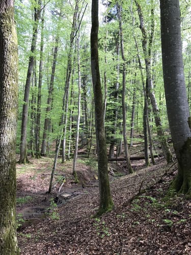 Musberg nach Neuenhaus über dem Uhlberg