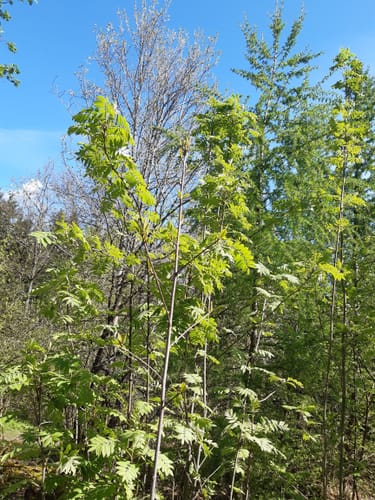 Zwischen Bürbach und Breitenbach