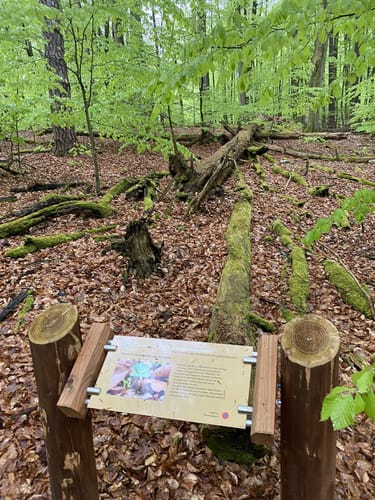 Müritz-Nationalpark und UNESCO Weltnaturerbe Serrahner Buchenwälder