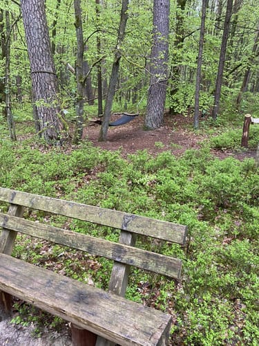 Müritz-Nationalpark und UNESCO Weltnaturerbe Serrahner Buchenwälder