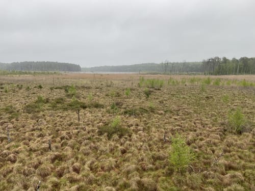 Müritz-Nationalpark und UNESCO Weltnaturerbe Serrahner Buchenwälder
