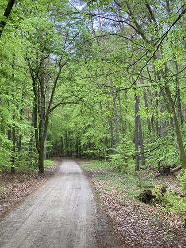 Müritz-Nationalpark und UNESCO Weltnaturerbe Serrahner Buchenwälder