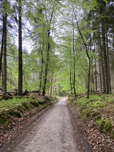 Müritz-Nationalpark und UNESCO Weltnaturerbe Serrahner Buchenwälder
