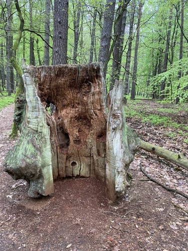 Müritz-Nationalpark und UNESCO Weltnaturerbe Serrahner Buchenwälder