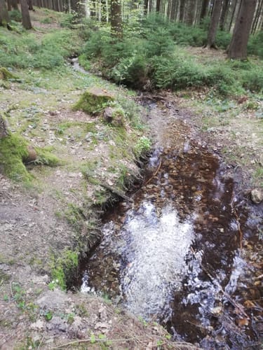 Zur Talsperre Stollberg über Bürgerwald