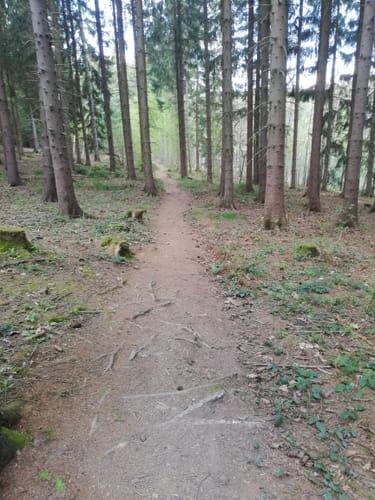 Zur Talsperre Stollberg über Bürgerwald