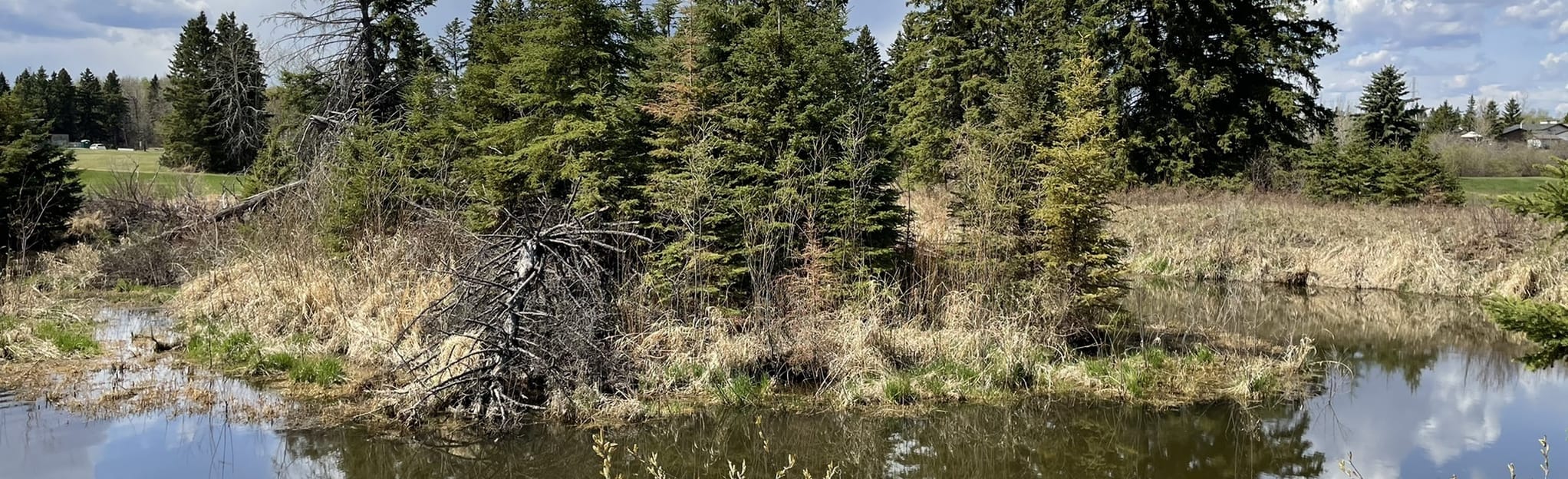 Pipestone Creek Loop 13 Zdjęcia Alberta, Kanada AllTrails