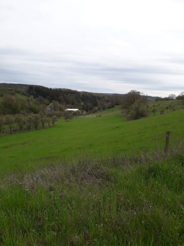 Naturpark Südeifel Wanderweg Nr. 76 - Bettingen