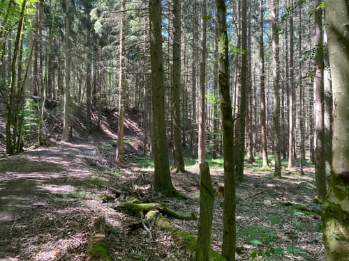 Im Lametbach-Tal