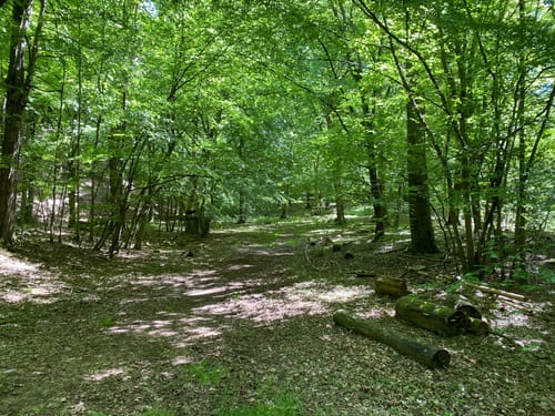 Im Lametbach-Tal