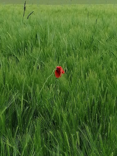 Auf Feldwegen nach Möhringen