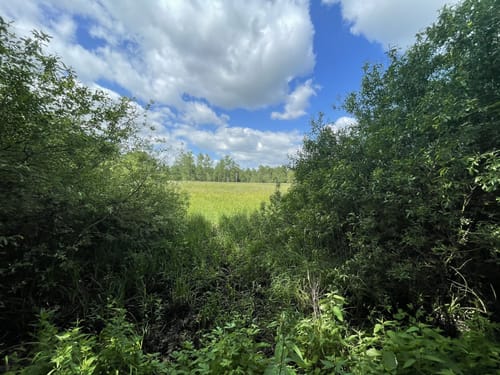 Hansdorfer Brook und Duvenstedter Brook