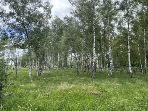 Hansdorfer Brook und Duvenstedter Brook