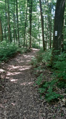 Märchenwaldrunde von Nantenbach