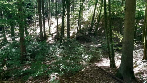 Märchenwaldrunde von Nantenbach