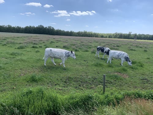 Blauer Rundweg Wittemoor