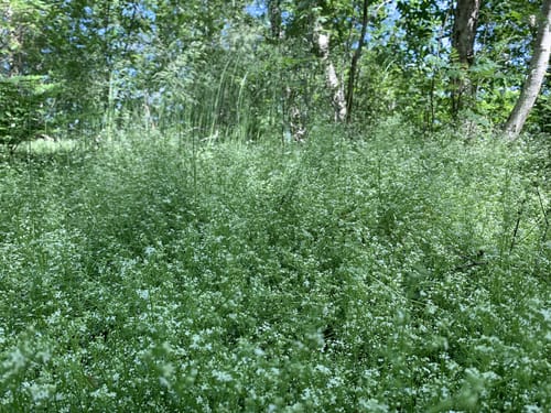 Blauer Rundweg Wittemoor