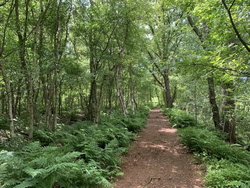 Blauer Rundweg Wittemoor