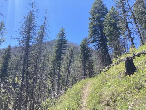 10 Best Wild Flowers Trails in Bitterroot National Forest | AllTrails