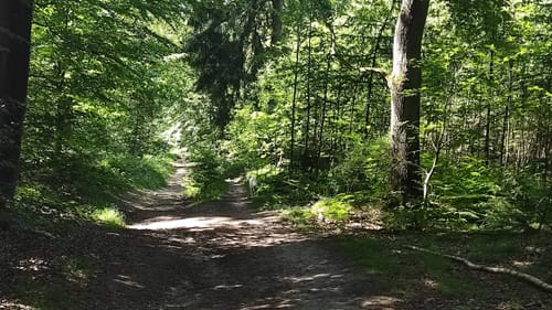 Rundweg um die Haard