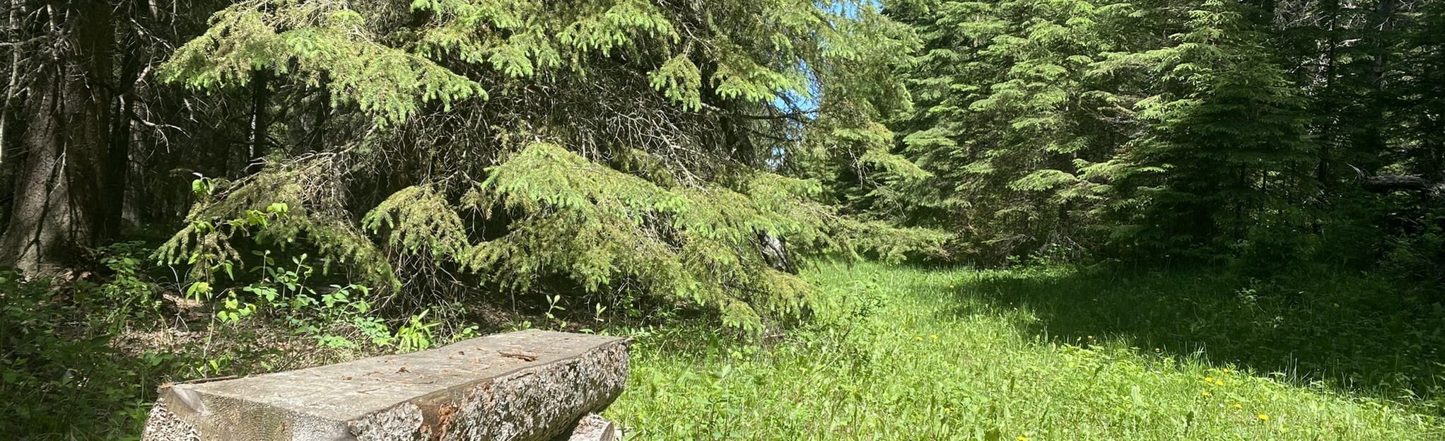 Raven Ridge Conservation Trail Alberta, Canada AllTrails