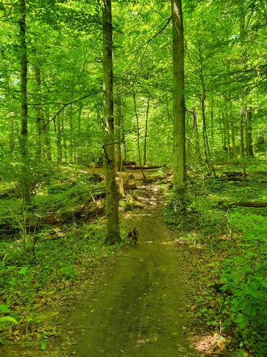 Föllbach Schlucht