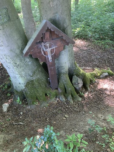 Waldschluchtenweg (Traumpfad)