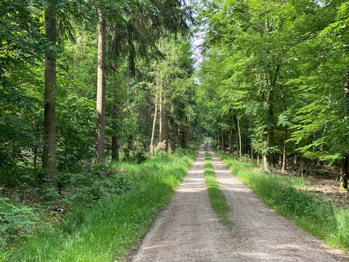Gemündener Wald