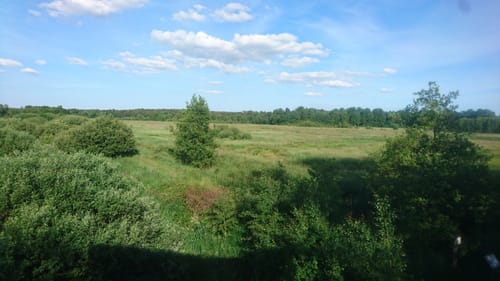 Südheide W21: Kühe in Halbtrauer (mittlere Tour)