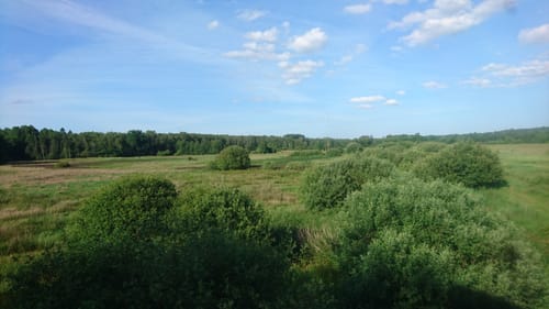 Südheide W21: Kühe in Halbtrauer (mittlere Tour)
