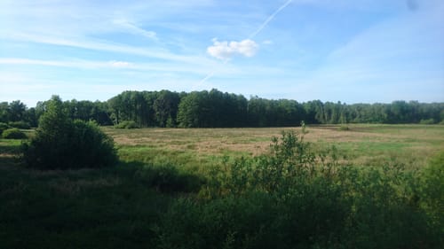 Südheide W21: Kühe in Halbtrauer (mittlere Tour)