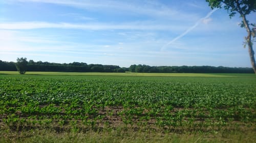 Südheide W21: Kühe in Halbtrauer (mittlere Tour)