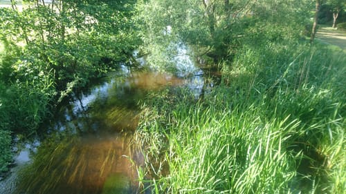 Südheide W21: Kühe in Halbtrauer (mittlere Tour)