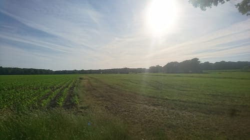 Südheide W21: Kühe in Halbtrauer (mittlere Tour)
