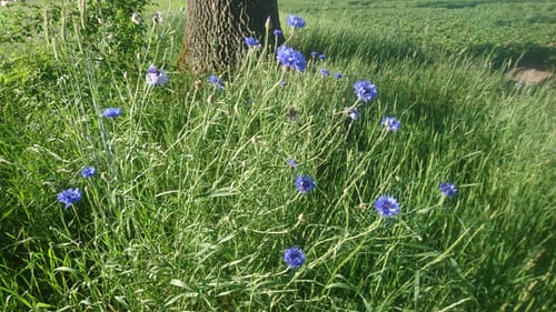 Südheide W21: Kühe in Halbtrauer (mittlere Tour)