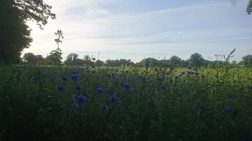 Südheide W21: Kühe in Halbtrauer (mittlere Tour)