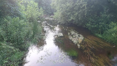 Südheide W21: Kühe in Halbtrauer (mittlere Tour)