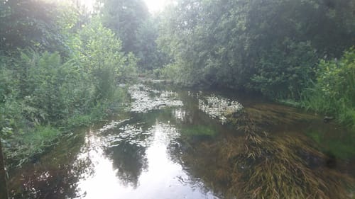 Südheide W21: Kühe in Halbtrauer (mittlere Tour)