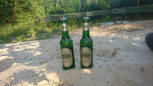 Südheide W21: Kühe in Halbtrauer (mittlere Tour)