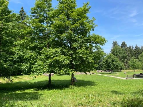 Sandplacken - Großer Feldberg - Fuchstanz