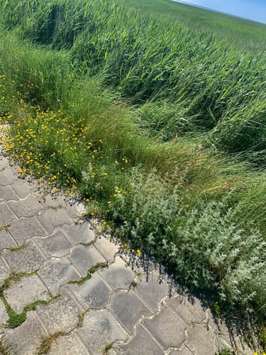 Von Greetsiel vorm Deich nach Norddeich
