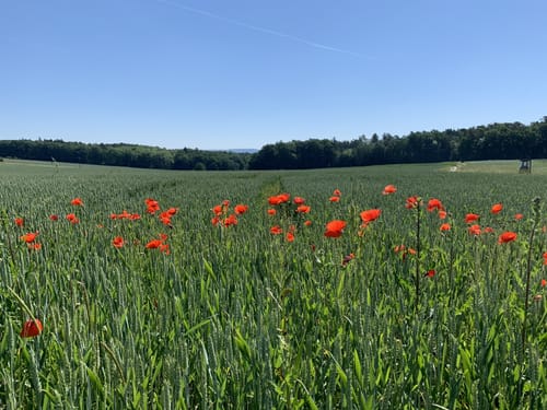 DAK-Eisert-Nordic Walking Parcour
