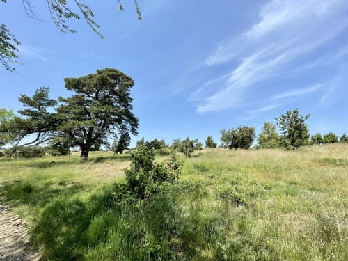 Langscheider Wacholderblick (Premiumspazierwanderweg)