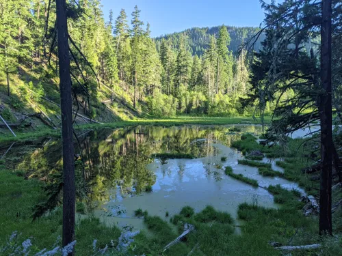 Best Bird Watching Trails in Tiller | AllTrails