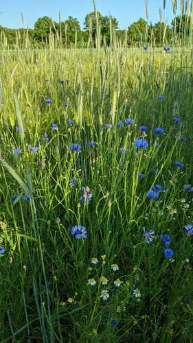 Rundweg Wolfsdorf - Blankensee